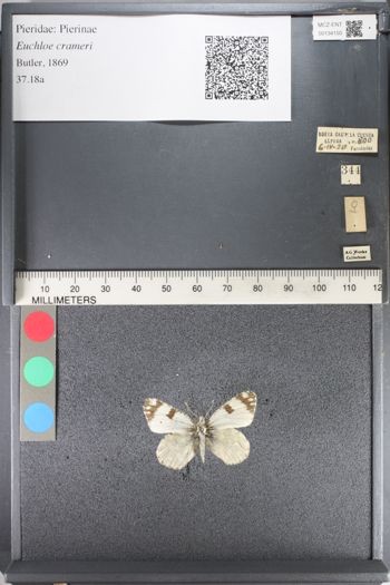 Media type: image;   Entomology 134150